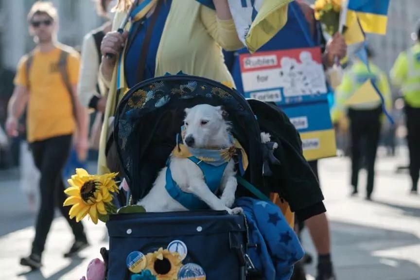 adoptujmy najpierw polskie zwierzęta