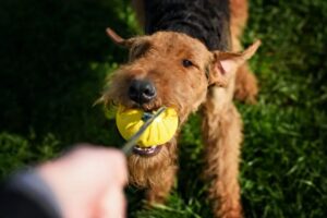 airedale terrier