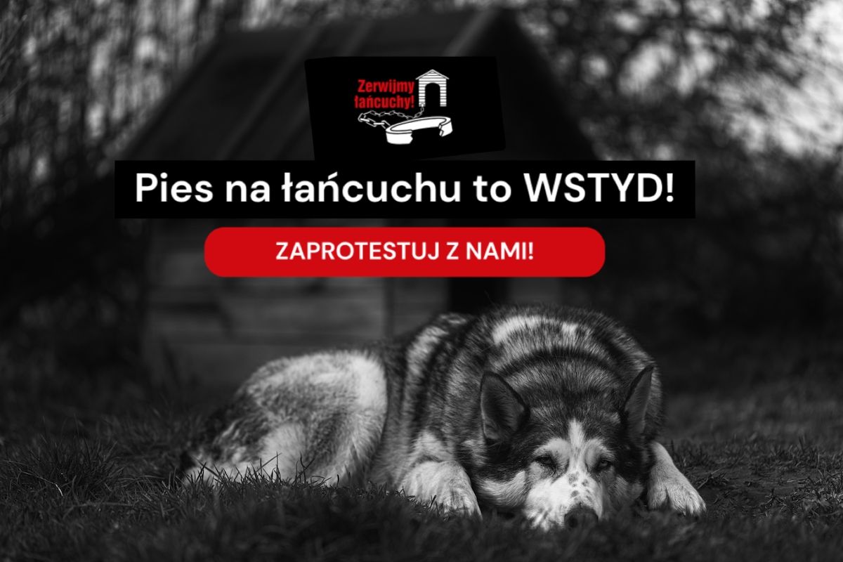 akcja zerwijmy łańcuchy 2022 pies na łańcuchu to wstyd