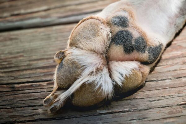 Oswojeni z eutanazją