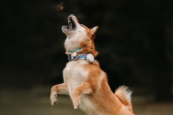 aplikacja dla psa.jpg