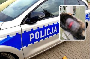 aza pies zaatakowany nożem