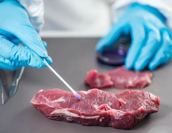 bakterie w mięsie