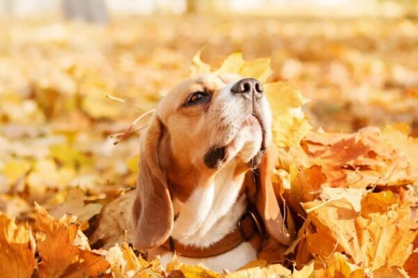 Idealny dzień w stosie jesiennych liści
