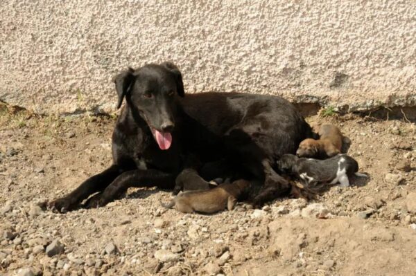rozmnażanie psów bez rodowodu