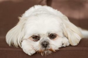 shih tzu inne zdanie