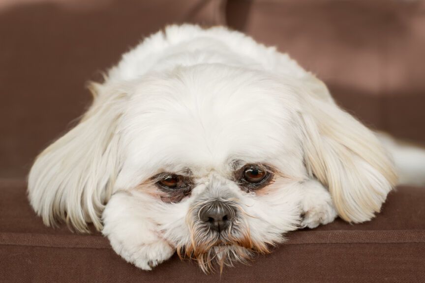 shih tzu inne zdanie