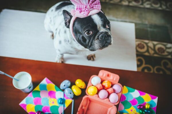 psy nienawidzą wielkanocy