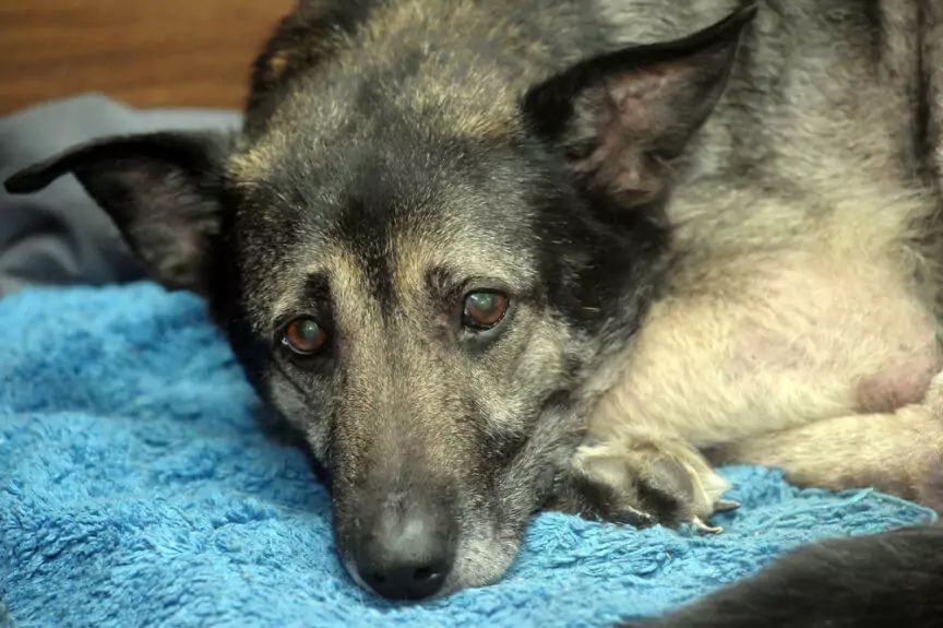 mojego psa ktoś otruł