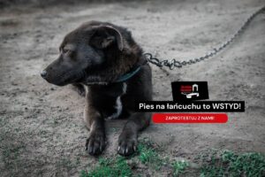 co robić gdy zauważysz psa trzymanego na łańcuchu