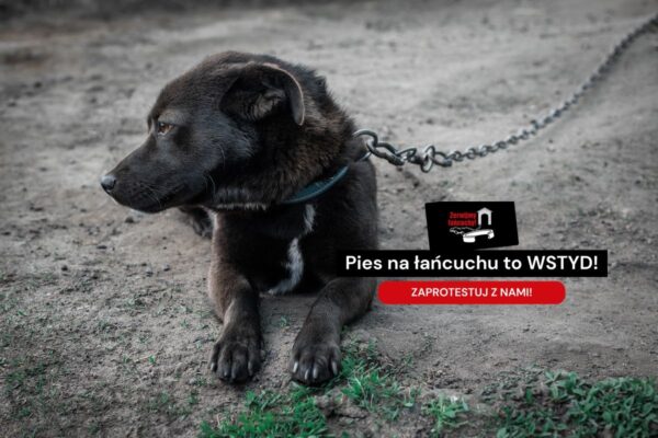 co robić gdy zauważysz psa trzymanego na łańcuchu