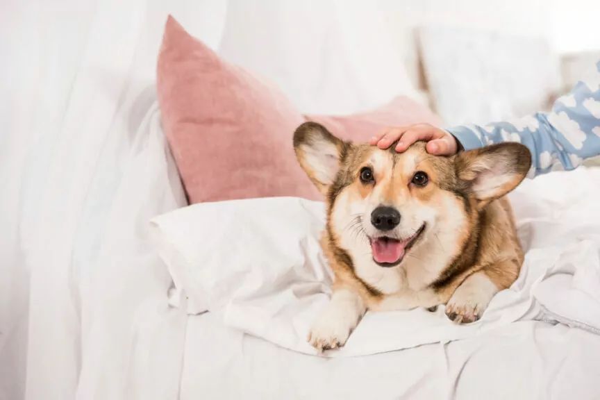 pies nie chce spać w nocy