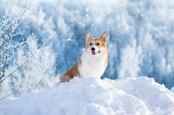 nie bój się zimy, corgi