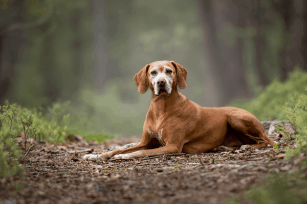 ćwiczenia dla starszego psa