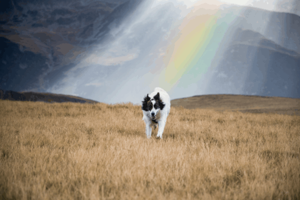 cytaty aforyzmy śmierć psa tęczowy most