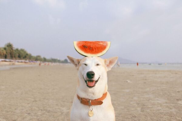 czy twój pies potrzebuje wakacji.