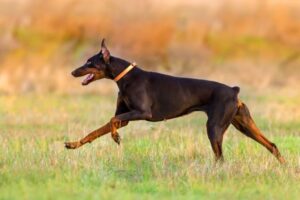 doberman kopiowanie
