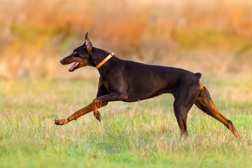 doberman kopiowanie