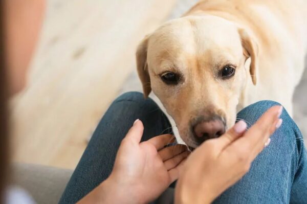 psy wyczuwają raka