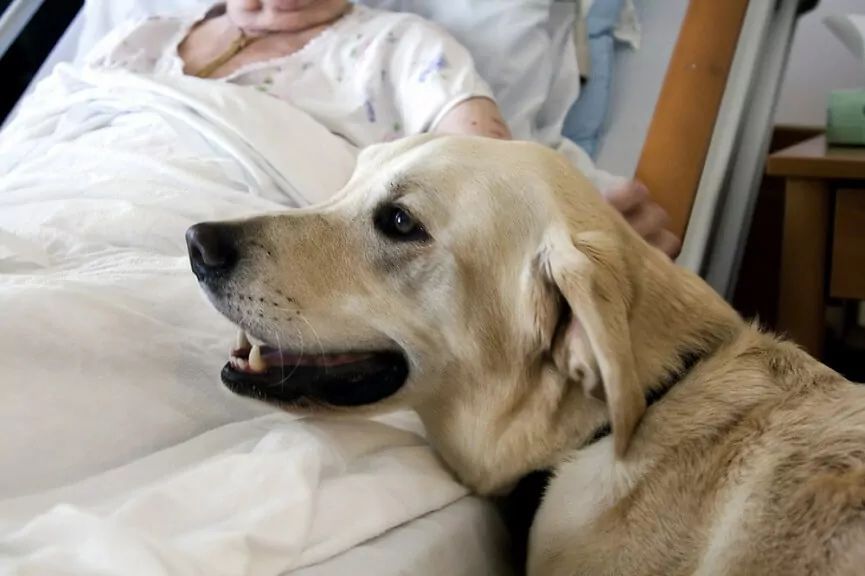 pies dogoterapeuta