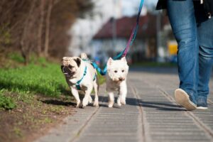 zrównoważony spacer