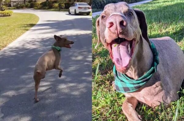 najszczęśliwszy dwułapek świata