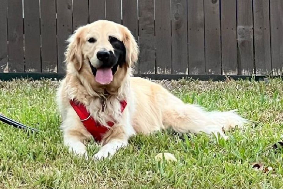 golden retriever o wyjatkowym umaszczeniu