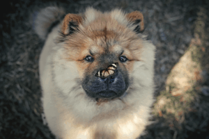 hipoplazja móżdżku u psa