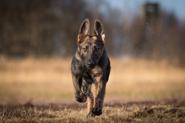 Agility czy obedience?
