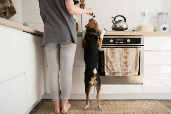 inni domownicy psują pracę z psem wychowanie