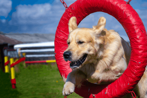 Jak zachęcić psa do aktywności, kiedy motywacja jedzeniem nie działa?