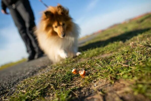 Rozrzucała śmiertelne pułapki na psy sąsiadów. Warszawiance grozi 5 lat więzienia