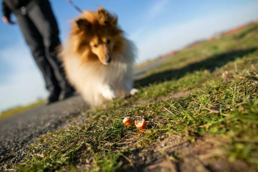 Rozrzucała śmiertelne pułapki na psy sąsiadów