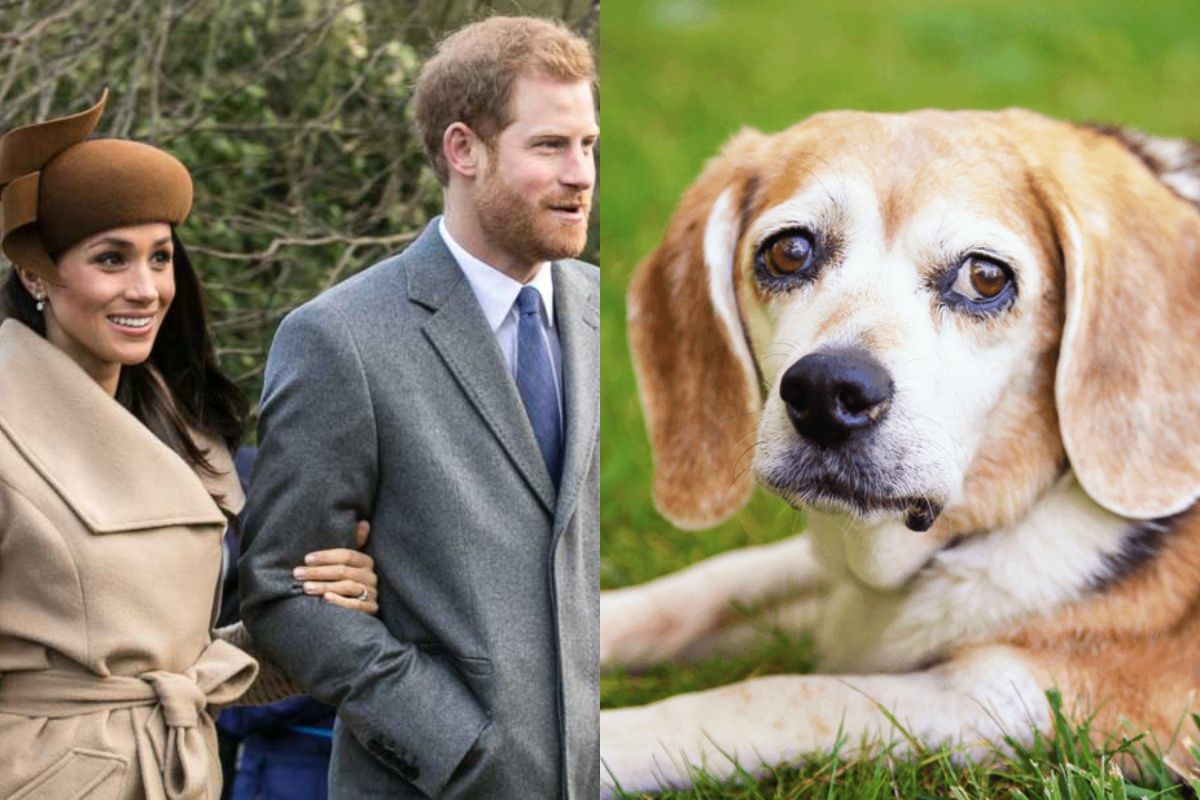 ksiaze Harry i Meghan Merkle adoptowali psa uratowanego z pseudohodowli