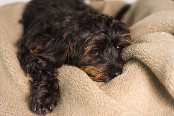 pies zje coś dziwnego