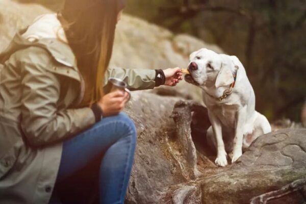 tajemnice psiej kupy