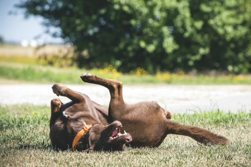 dlaczego pies się tarza