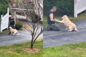 labradorka czeka na śmieciarza