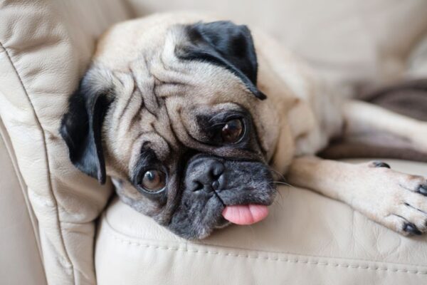 pies pokazuje język