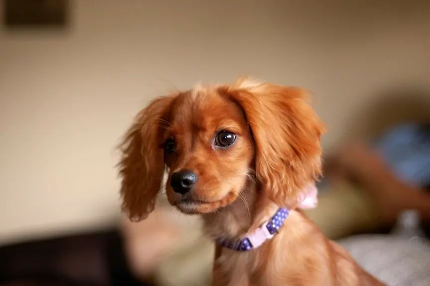 najpiękniejsze rudzielce rasy psów