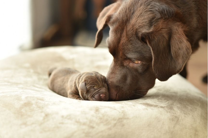 nie ma jak u psiej mamy