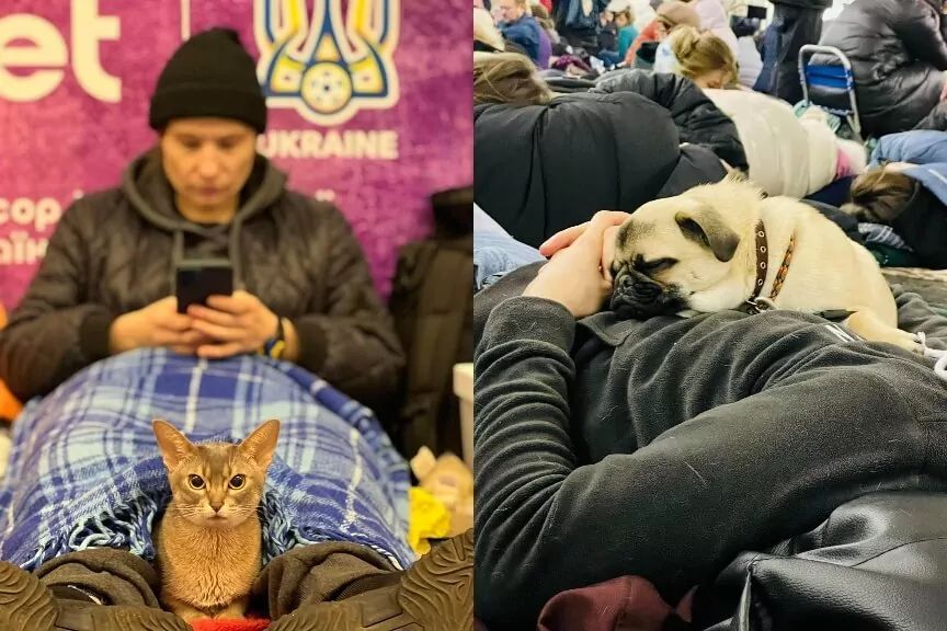nie zapominają o zwierzętach