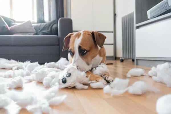 niebezpieczne zabawki dla psa