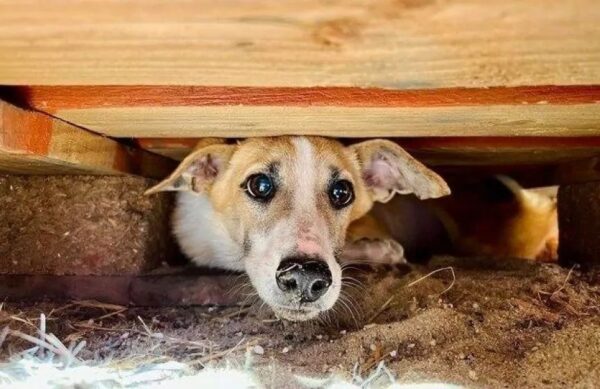 niesie pomoc zwierzętom z Ukrainy
