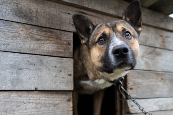obojetnosc na dobro wszystkich psow.jpg