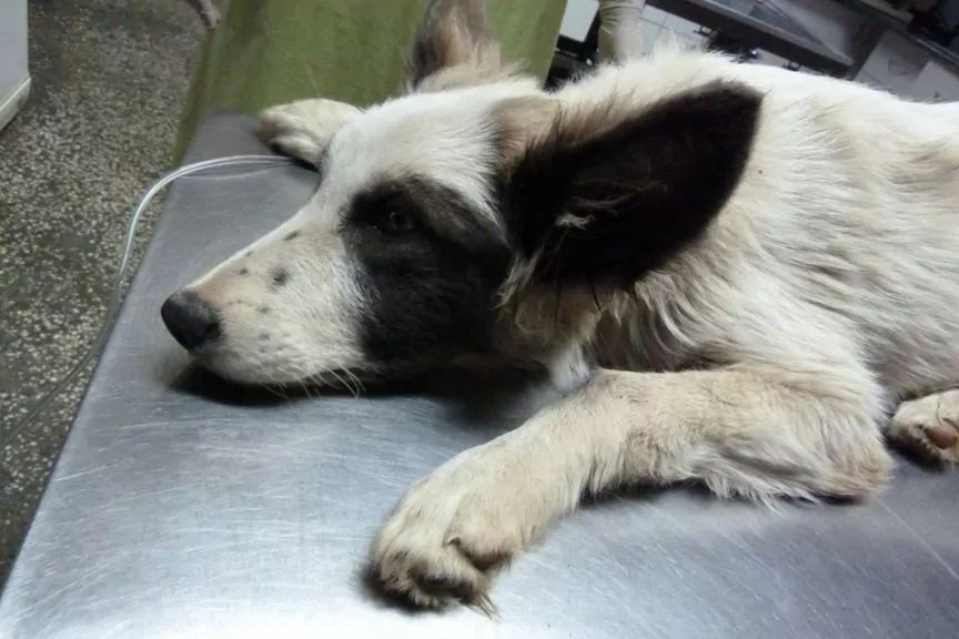 obowiązek czipowania psów