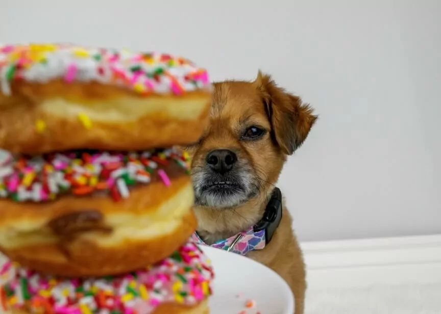 pączki dla psa czy pies może jeść pączki