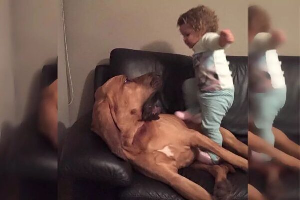 dziecko pogryzione przez psa