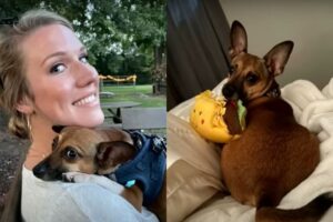 pielegniarka przygarnela psa umierającej pacjentki