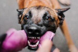 eutanazja z powodu agresji